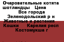 Очаровательные котята шотландцы › Цена ­ 2 000 - Все города, Зеленодольский р-н Животные и растения » Кошки   . Карелия респ.,Костомукша г.